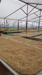 Hệ thống phơi nhà kính tại trang trại cà phê Arabica Kantata Đà Lạt