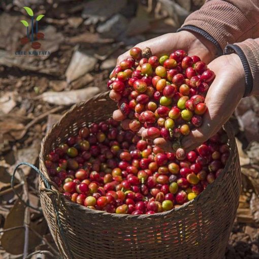 Ca-phe-arabica-Da-Lat-Kantata