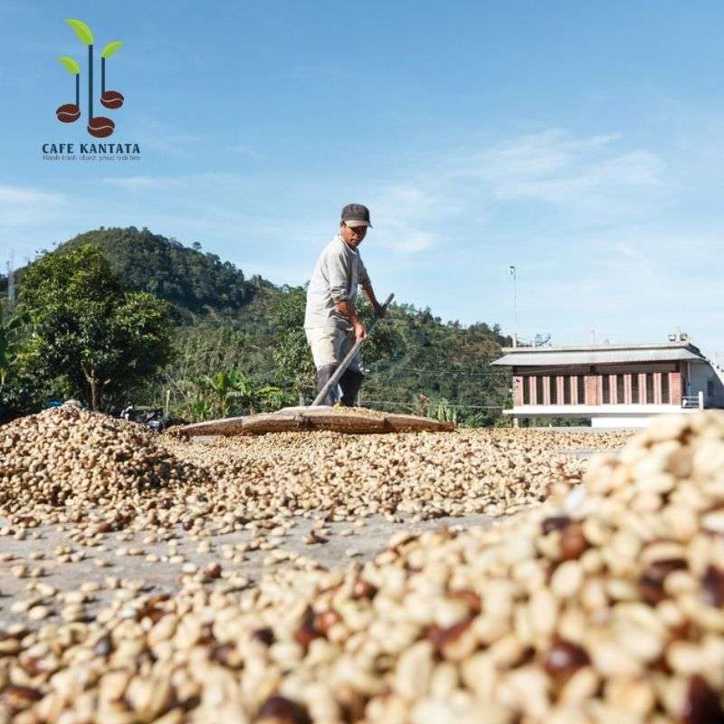 Robusta-buon-me-thuot-so-che-tu-nhien