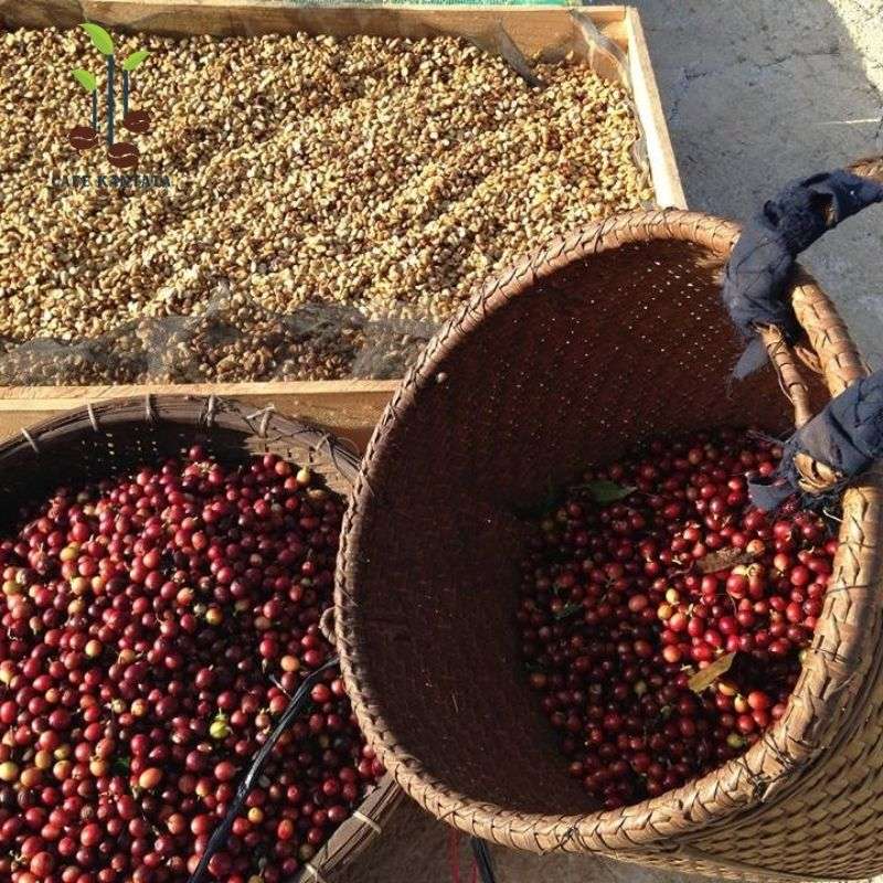 Arabica-Coffee-Premium-Kantata-Vietnam