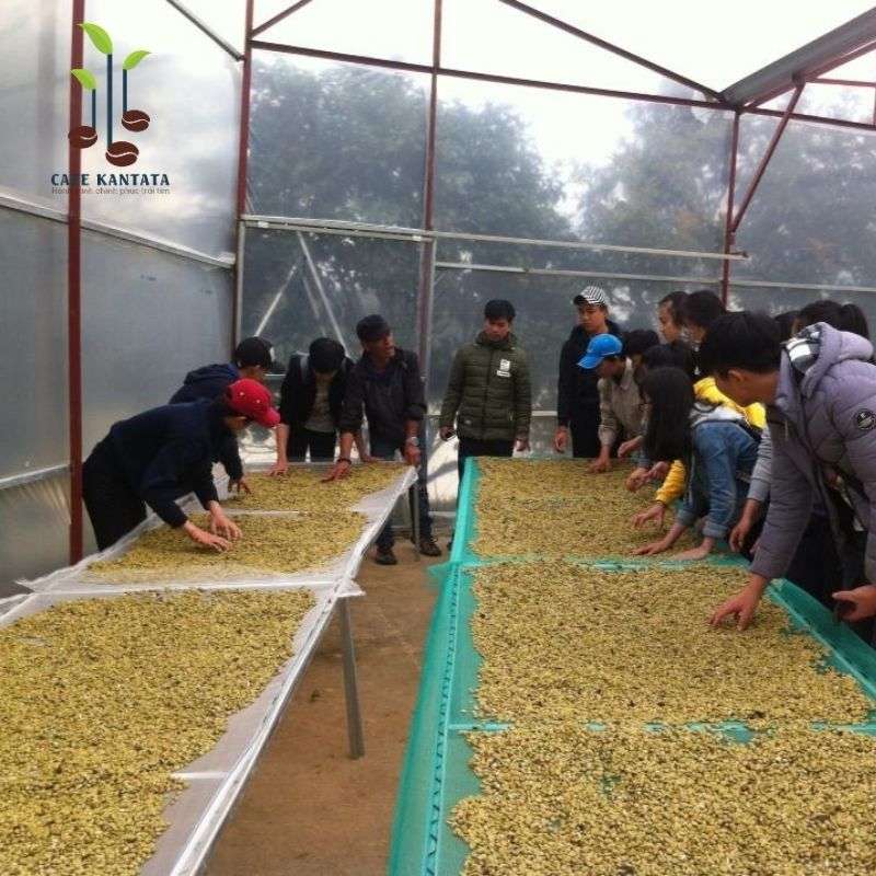 Arabica-coffee-Da-Lat-Kantata-Vietnam