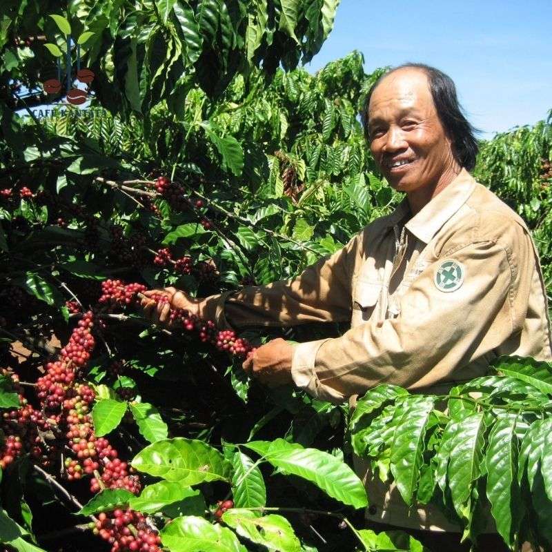 Harvest-robusta-coffee-high-quality