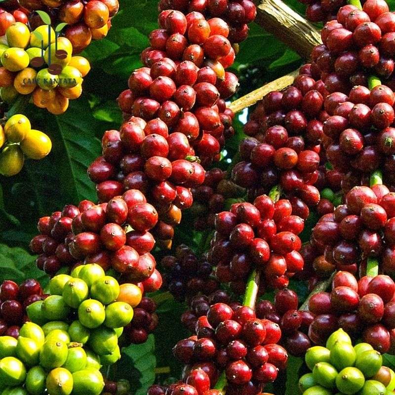 Premium-Arabica-Coffee-Kantata-Vietnam