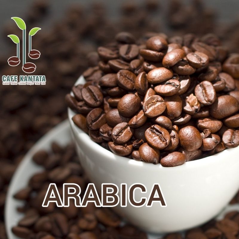 Premium-Arabica-Kantata