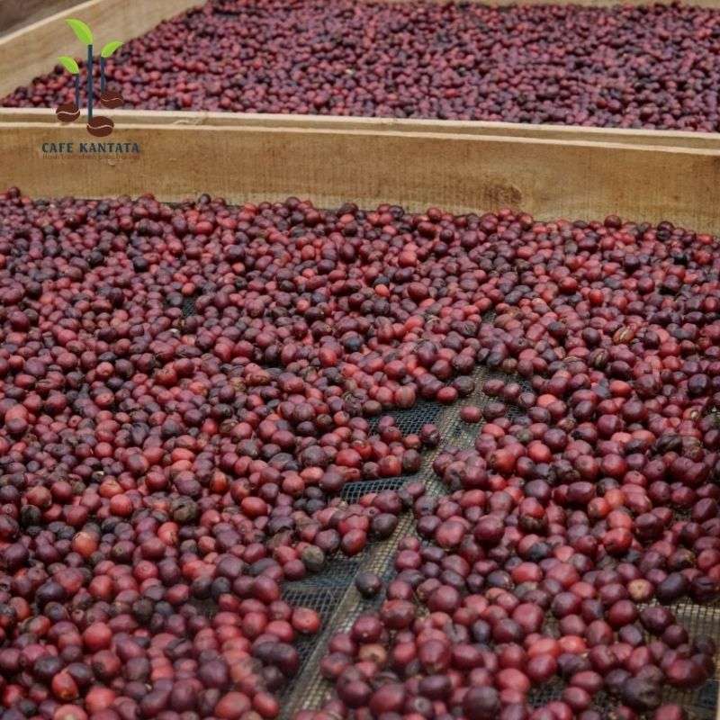 Robusta-Coffee-Viet-Nam-Premium-Kantata